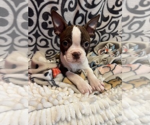 Boston Terrier Puppy for Sale in MARTINSVILLE, Indiana USA