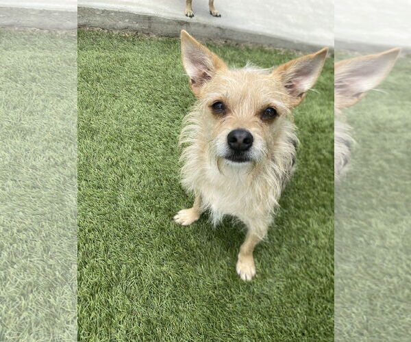 Medium Photo #9 Mutt Puppy For Sale in La Verne, CA, USA