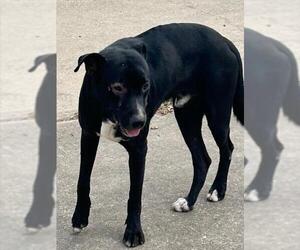 Labrador Retriever-Unknown Mix Dogs for adoption in Houston, TX, USA