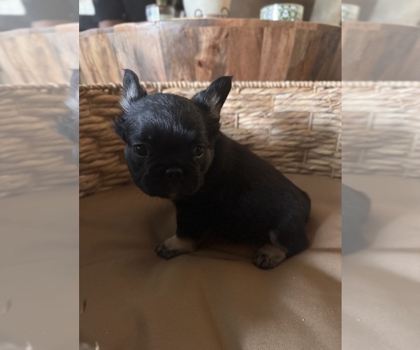 Medium Photo #7 French Bulldog Puppy For Sale in BONNEAU, SC, USA