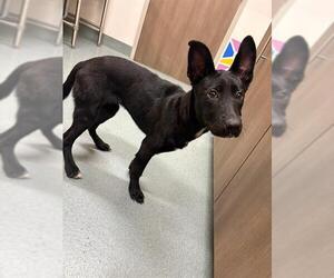 German Shepherd Dog-Unknown Mix Dogs for adoption in Baytown, TX, USA