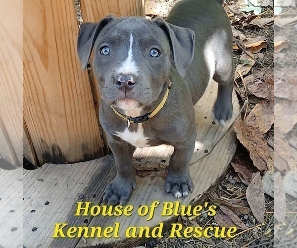 Medium Photo #4 American Pit Bull Terrier Puppy For Sale in DELAWARE, OH, USA