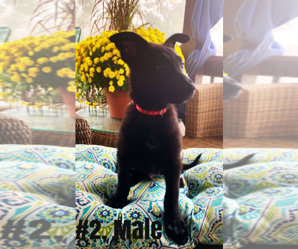 Medium Photo #3 Belgian Malinois Puppy For Sale in GRANT, AL, USA