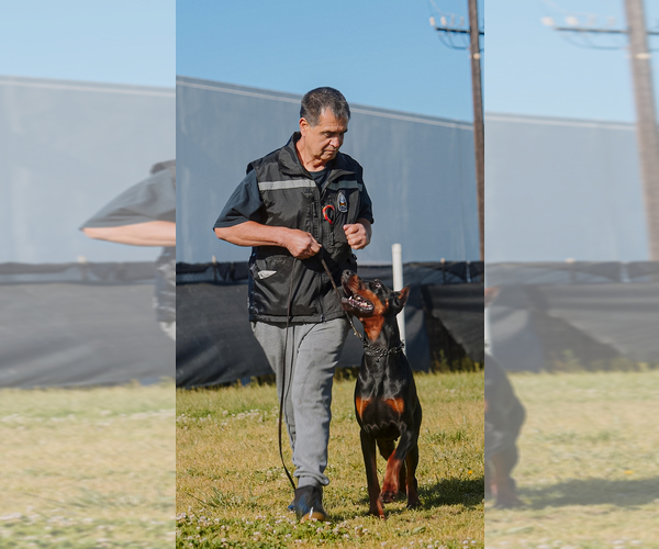 Medium Photo #70 Doberman Pinscher Puppy For Sale in FORT LAUDERDALE, FL, USA