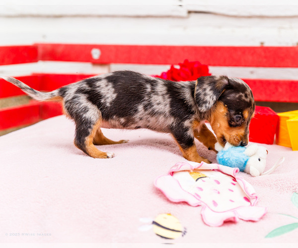 Medium Photo #22 Dachshund Puppy For Sale in WAKARUSA, IN, USA