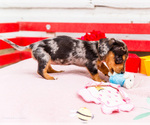 Small Photo #22 Dachshund Puppy For Sale in WAKARUSA, IN, USA