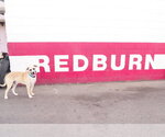 Small #7 American Staffordshire Terrier-Siberian Husky Mix