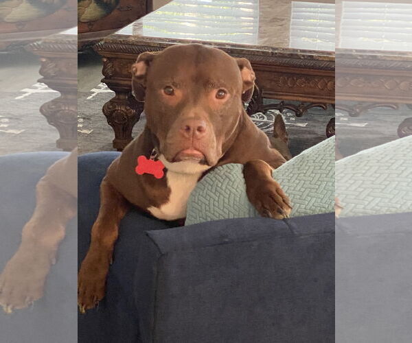 Medium Photo #3 Mutt Puppy For Sale in Sykesville, MD, USA