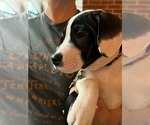 Small Photo #3 American Staffordshire Terrier-Unknown Mix Puppy For Sale in Holly Springs, NC, USA