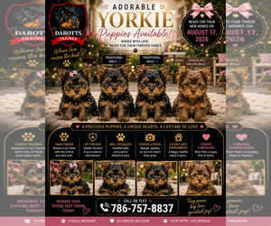Yorkshire Terrier Puppy for Sale in ARCADIA, Florida USA