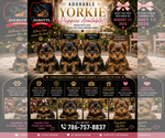 Image preview for Ad Listing. Nickname: Yorkies