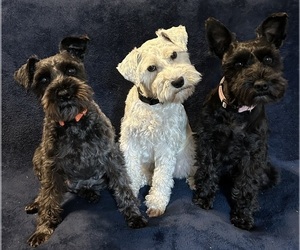 Mother of the Schnauzer (Miniature) puppies born on 04/25/2026