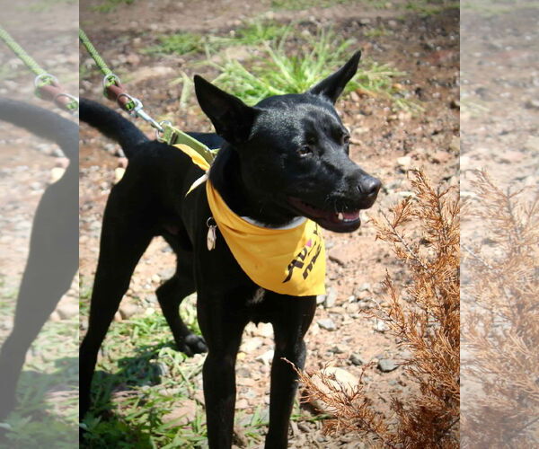 Medium Photo #7 Labrador Retriever-Unknown Mix Puppy For Sale in Westwood, NJ, USA