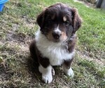 Puppy Maverick Australian Shepherd