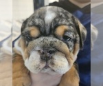 Small Photo #19 English Bulldog Puppy For Sale in SAINT CHARLES, IL, USA