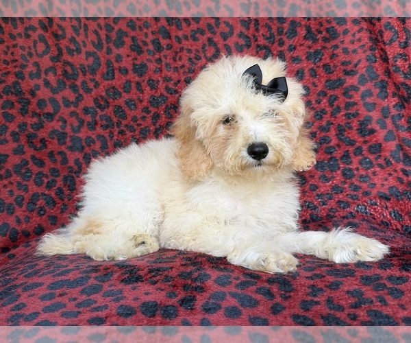 Medium Photo #6 Cockapoo (Miniature) Puppy For Sale in LAKELAND, FL, USA