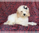 Small #5 Cockapoo (Miniature)