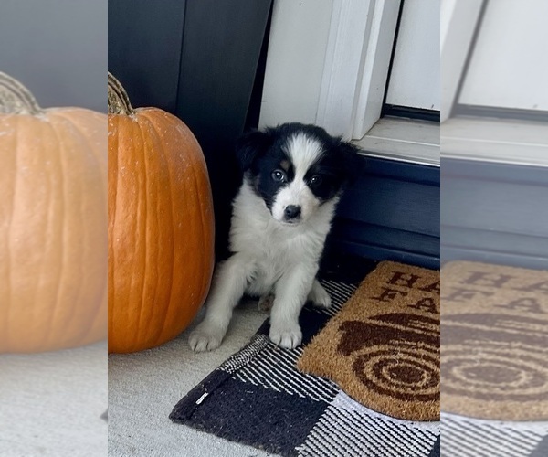 Medium Photo #5 Australian Shepherd Puppy For Sale in LODA, IL, USA