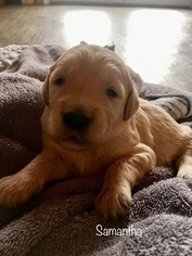 Goldendoodle Puppy for sale in HORSEHEADS, NY, USA