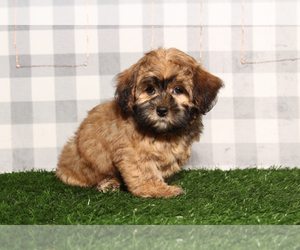 Shorkie Tzu Puppy for sale in MARIETTA, GA, USA