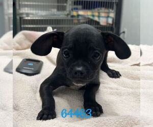 Pug-Unknown Mix Dogs for adoption in Chico, CA, USA