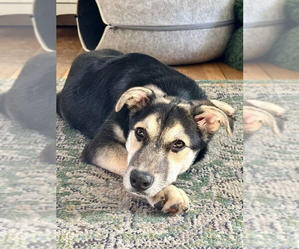 Medium Photo #5 Mutt Puppy For Sale in Oak Bluffs, MA, USA