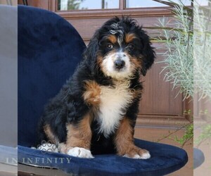 Bernedoodle Puppy for sale in NARVON, PA, USA