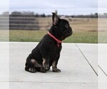 Small Photo #5 French Bulldog Puppy For Sale in FRESNO, OH, USA