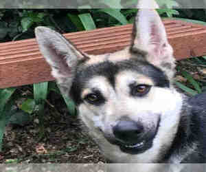 Gerberian Shepsky Dogs for adoption in Alameda, CA, USA