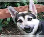 Small Gerberian Shepsky
