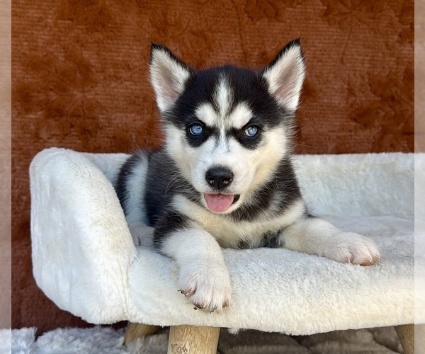 Medium Photo #3 Siberian Husky Puppy For Sale in OCALA, FL, USA
