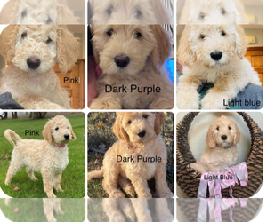 Labradoodle Puppy for Sale in AKRON, Indiana USA