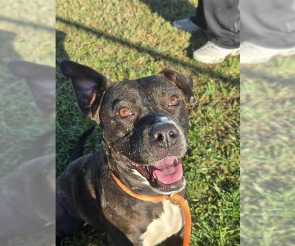 Medium Photo #2 Boxer-Unknown Mix Puppy For Sale in Louisville, KY, USA