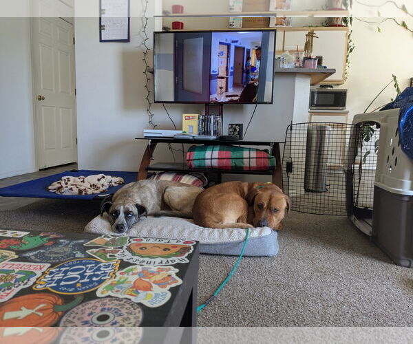 Medium Photo #3 Mastador Puppy For Sale in Boise, ID, USA