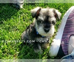 Small Photo #8 Schnauzer (Miniature) Puppy For Sale in CEDAR GAP, MO, USA