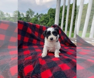Havachon Puppy for sale in COTTAGE GROVE, TN, USA