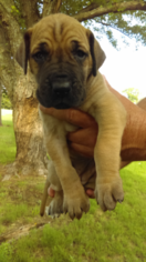Great Dane Puppy for sale in GAINESVILLE, TX, USA