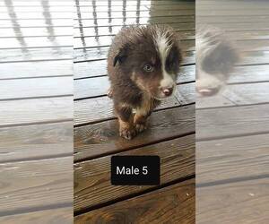Australian Shepherd Puppy for sale in WESTPORT, IN, USA