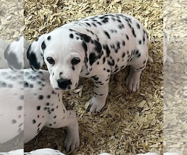 Medium Photo #3 Dalmatian Puppy For Sale in WILLIAMSBURG, OH, USA