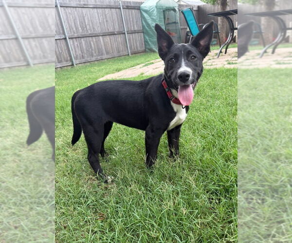 Medium Photo #37 Labrador Retriever-Unknown Mix Puppy For Sale in OKLAHOMA CITY, OK, USA