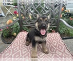 Puppy Puppy 4 German Shepherd Dog