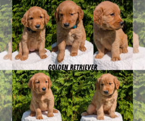 Golden Retriever Puppy for Sale in GOSHEN, Indiana USA
