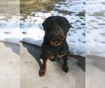 Small Photo #5 Rottweiler Puppy For Sale in AURORA, CO, USA