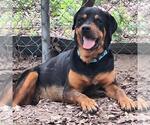 Small Rottweiler