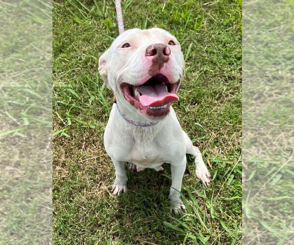 Medium Photo #4 Mutt Puppy For Sale in Abbeville, LA, USA