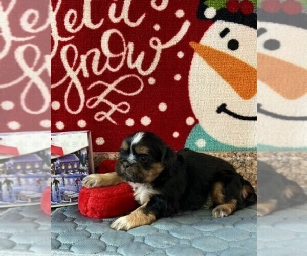 Medium Photo #1 Shih Tzu Puppy For Sale in MIAMI, FL, USA