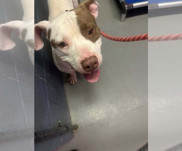 Medium Photo #2 American Pit Bull Terrier-Unknown Mix Puppy For Sale in Rowlett, TX, USA