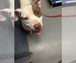 Small #1 American Pit Bull Terrier Mix