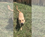 Small #1 Labrador Retriever Mix