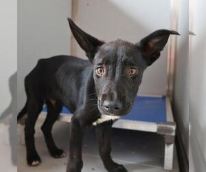 Labrador Retriever-Unknown Mix Dogs for adoption in San Antonio, TX, USA